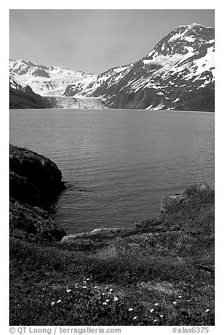 Lupine, mountains, and glaciers across Harriman Fjord. Prince William Sound, Alaska, USA