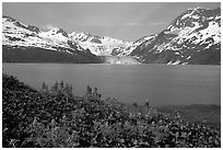 Lupine, mountains, and glaciers across Harriman Fjord. Prince William Sound, Alaska, USA ( black and white)