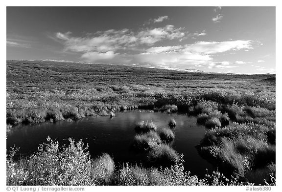 Tundra in autum colors and pond. Alaska, USA (black and white)