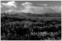 Tundra in fall colors  and mountains at sunset. Alaska, USA (black and white)