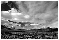 Tundra in fall color, lake, and sky dominated by large clouds. Alaska, USA (black and white)