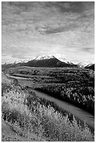 Autumn Aspens and Chugach range, late afternoon. Alaska, USA (black and white)