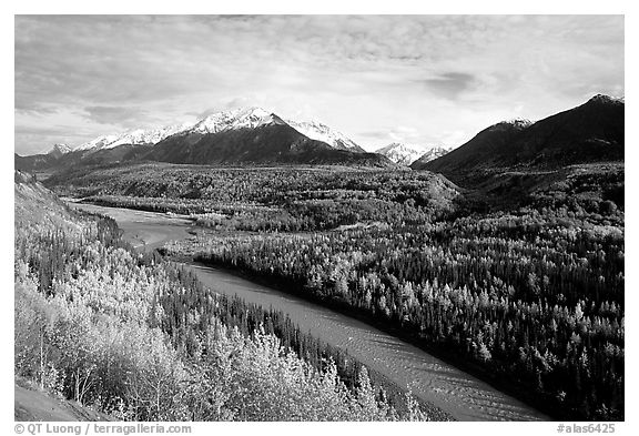 Autumn Aspens, Matanuska River, and Chugach mountains. Glenn Highway, Central Alaska, USA (black and white)