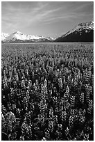Lupine patch and mountains near Portage. Alaska, USA (black and white)