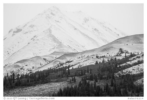 Pockets of trees below snowy peaks in mist, Hayes Range. Alaska, USA (black and white)