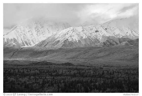 Snowy mountains of Hayes Range rising from autumn forest. Alaska, USA (black and white)