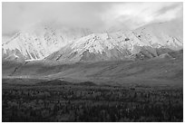 Snowy mountains of Hayes Range rising from autumn forest. Alaska, USA ( black and white)