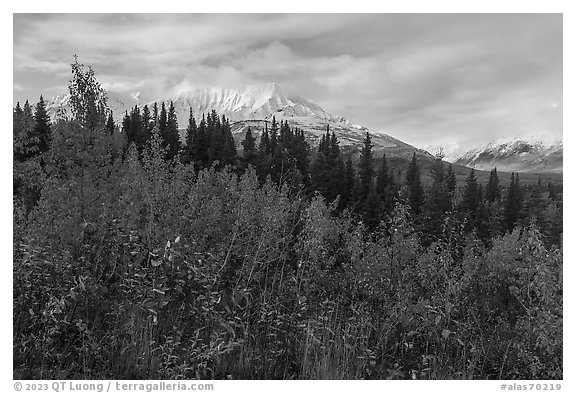 Autumn shrubs and Bivouac Peak, Eastern Alaska Range. Alaska, USA (black and white)