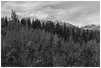 Autumn shrubs and Bivouac Peak, Eastern Alaska Range. Alaska, USA ( black and white)