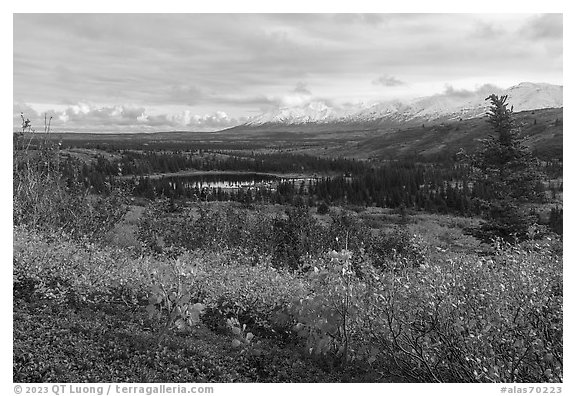 Shrubs in autum and Eastern Alaska Range. Alaska, USA (black and white)