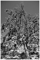 Shoe tree. California, USA (black and white)