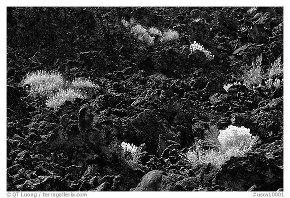 Sage and black lava. California, USA (black and white)
