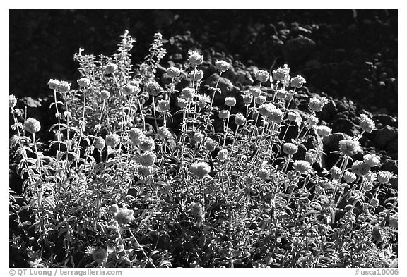 Flowers. California, USA (black and white)