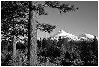 Pines and Mt Shasta seen from the North, late afteroon. California, USA (black and white)