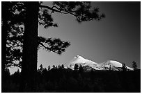 Pines and Mt Shasta seen from the North, sunset. California, USA (black and white)