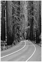 Curved road amongst tall redwood trees, Richardson Grove State Park. California, USA (black and white)