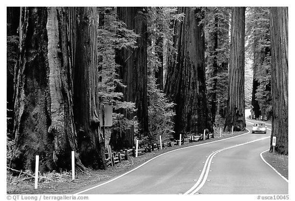 Car on road in redwood forest, Richardson Grove State Park. California, USA (black and white)
