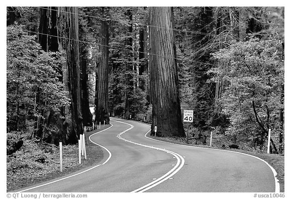 Curving road in redwood forest, Richardson Grove State Park. California, USA