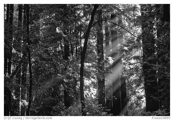 Sunrays in forest. Muir Woods National Monument, California, USA (black and white)