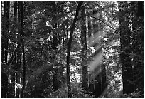 Sunrays in forest. Muir Woods National Monument, California, USA ( black and white)