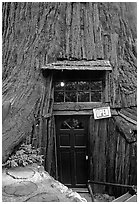 Entrance of the World Famous Tree House, near Leggett. California, USA ( black and white)