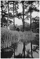 Pond, reeds, and pine trees. San Francisco, California, USA ( black and white)