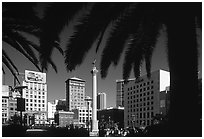 Union square framed by palm trees, afternoon. San Francisco, California, USA ( black and white)