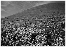 California Poppies, purple flowers,  and hill. Antelope Valley, California, USA ( black and white)