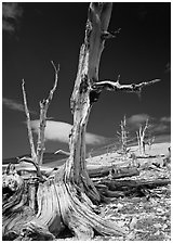 Dead standing Bristlecone pine trees,  White Mountains. California, USA (black and white)