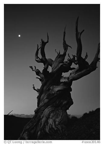 Gnarled Bristlecone Pine tree and moon at sunset, Schulman Grove. California, USA