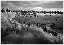 Grasses and Tufa towers, morning. California, USA ( black and white)