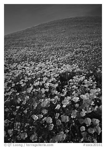 California Poppies and hill. California, USA (black and white)