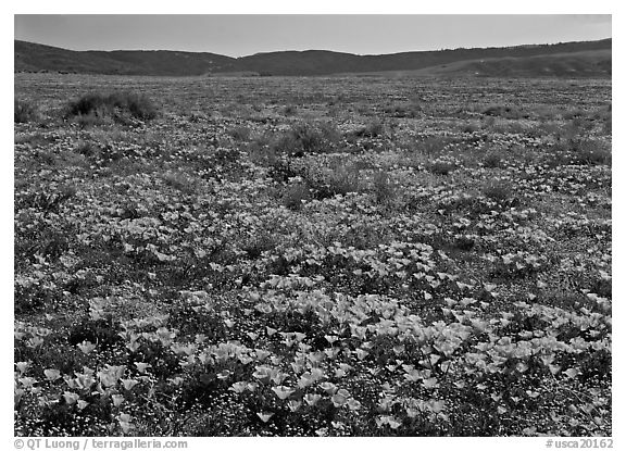 California Poppies and goldfields. California, USA (black and white)