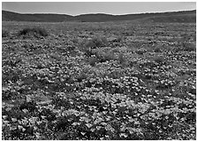 California Poppies and goldfields. California, USA ( black and white)