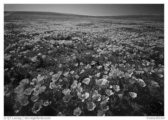 Carpet of California Poppies. California, USA (black and white)