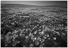 Carpet of California Poppies. California, USA ( black and white)