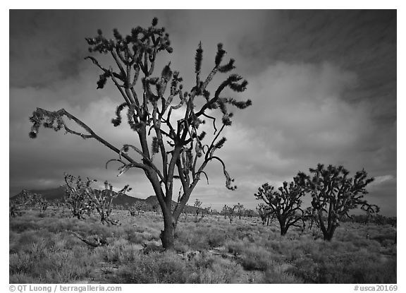 Joshua Trees. California, USA (black and white)