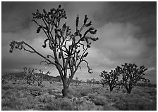 Joshua Trees. Mojave National Preserve, California, USA ( black and white)