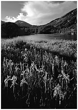 Irises and lake. California, USA (black and white)