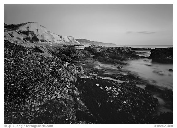 Mussels and Cliffs, Sculptured Beach, sunset. California, USA (black and white)