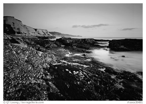 Mussel-covered rocks, seaweed and cliffs, sunset. Point Reyes National Seashore, California, USA (black and white)