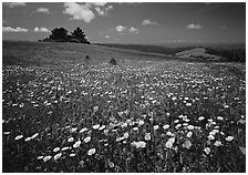 Wildflower carpet and tree cluster, Russian Ridge. Palo Alto,  California, USA ( black and white)