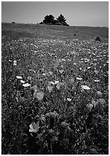 Meadows covered with wildflowers in the spring, Russian Ridge Open Space Preserve. Palo Alto,  California, USA ( black and white)