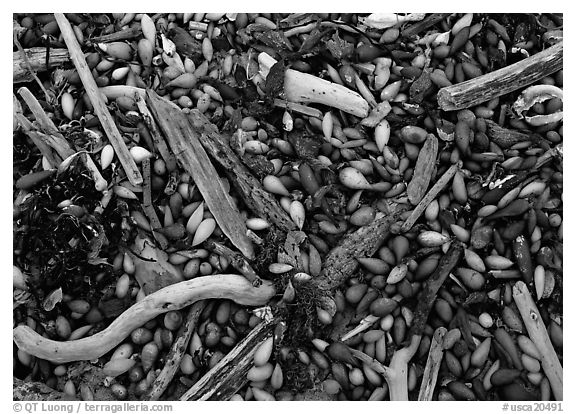 Dried kelp and driftwood, Carmel River State Beach. Carmel-by-the-Sea, California, USA (black and white)