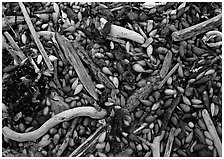 Dried kelp and driftwood, Carmel River State Beach. Carmel-by-the-Sea, California, USA ( black and white)