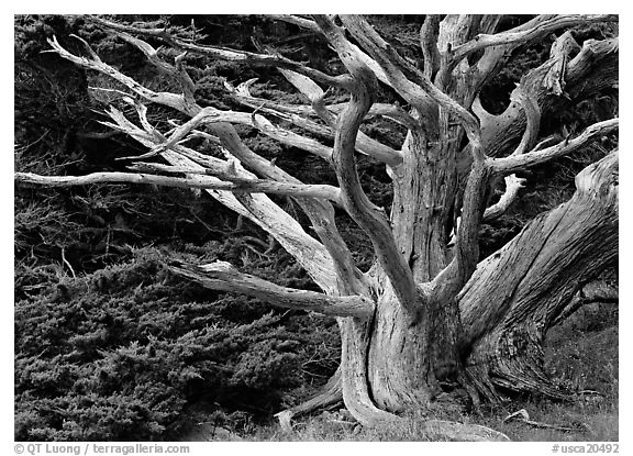 Dead tree. Point Lobos State Preserve, California, USA (black and white)