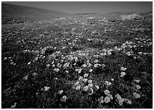 California Poppies, hills W of the Preserve. Antelope Valley, California, USA (black and white)