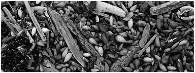Close-up of beach. Carmel-by-the-Sea, California, USA (Panoramic black and white)