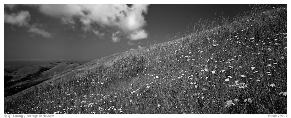 Landscape with grassy hills, wildflowers, and cloud. Palo Alto,  California, USA (black and white)