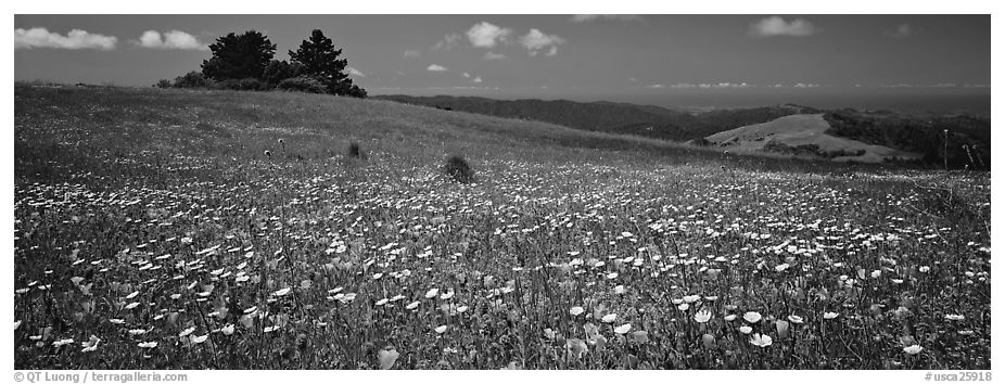 Spring landscape with wildflower carpet. Palo Alto,  California, USA (black and white)